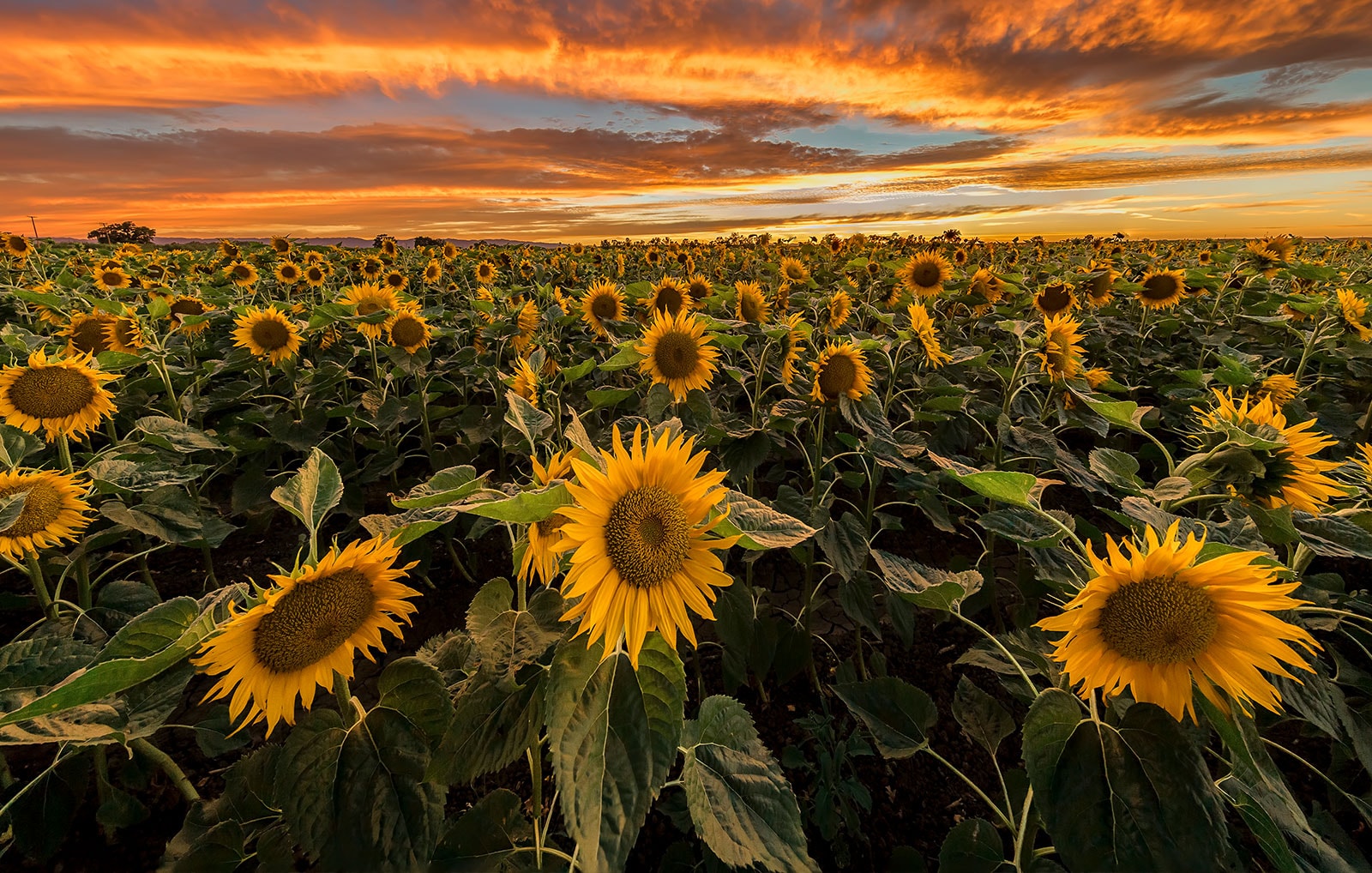Field, Manning, Stone, Hawthorne & Aycock PC Lubbock, TX Office