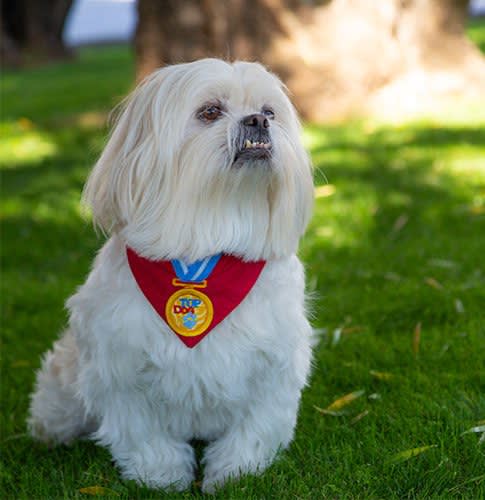 Vescio Law Firm, PC Glendale, AZ Office