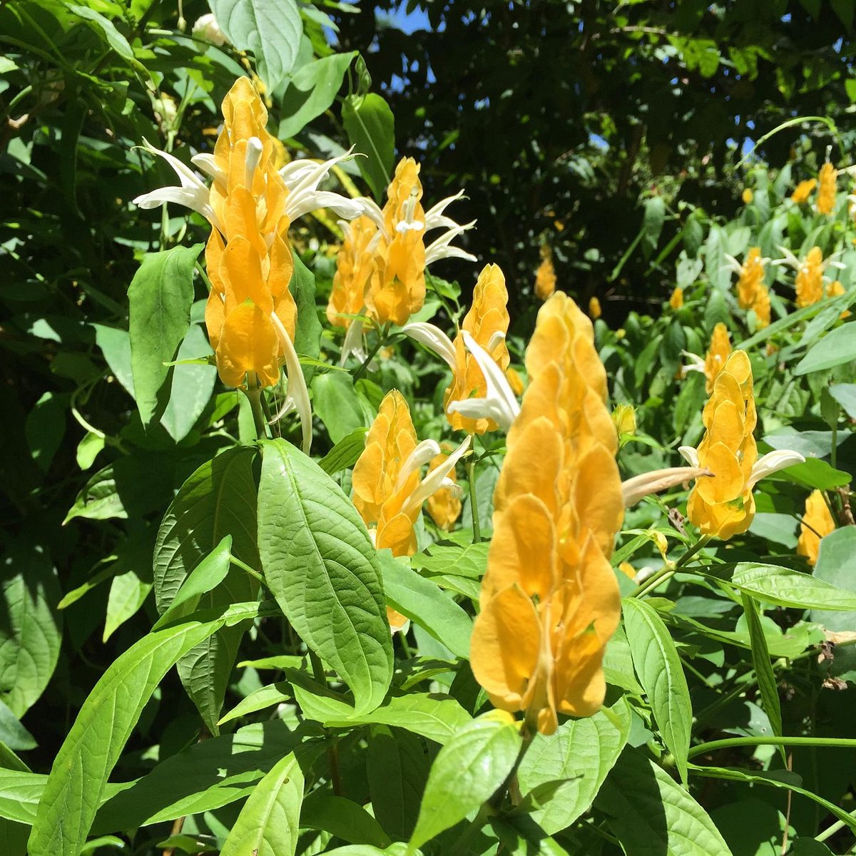 Gadens Cairns, Australia Office