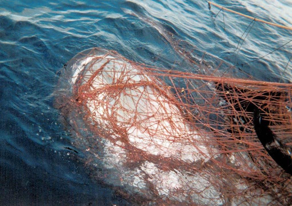 Kulik Gottesman Siegel & Ware LLP Elizabethtown, KY Office