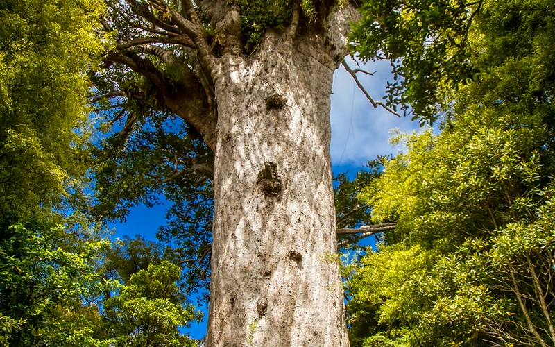 Holland Beckett Opotiki, New Zealand Office