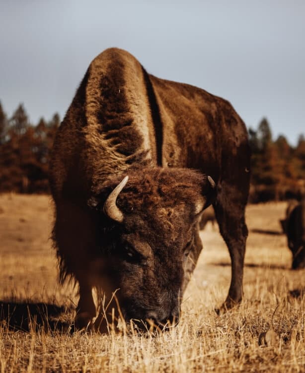 Purvis Gray Thomson, LLP Denver, CO Office