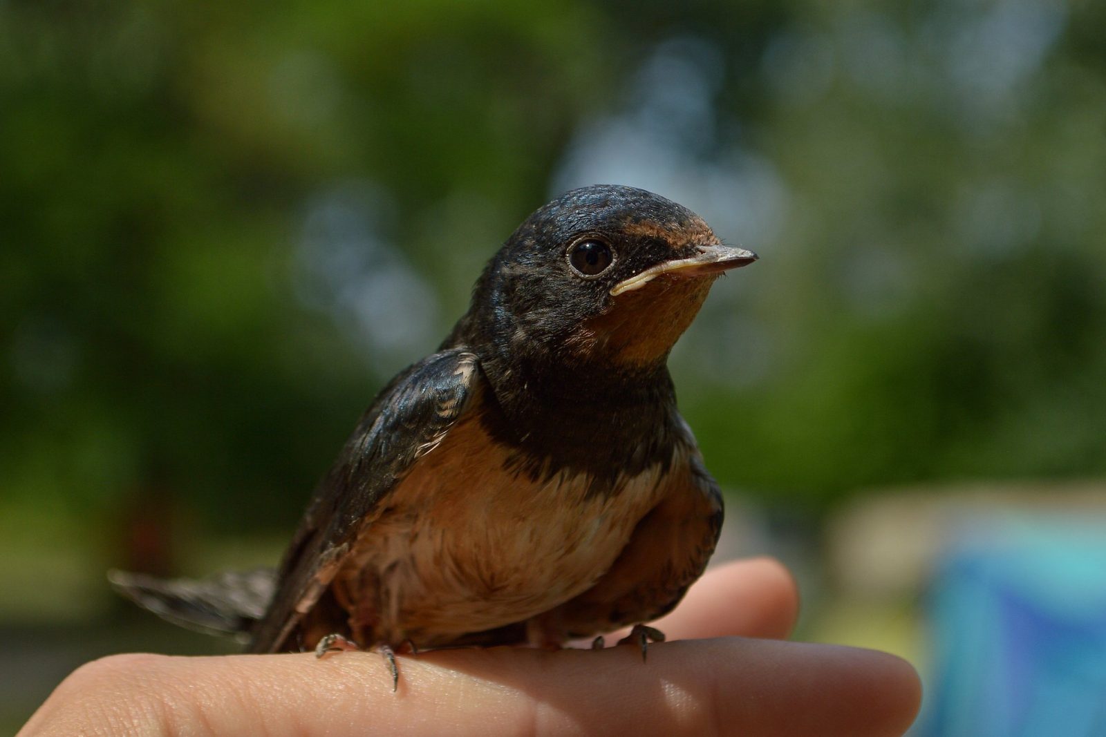Bird & Bird Budapest, Hungary Office