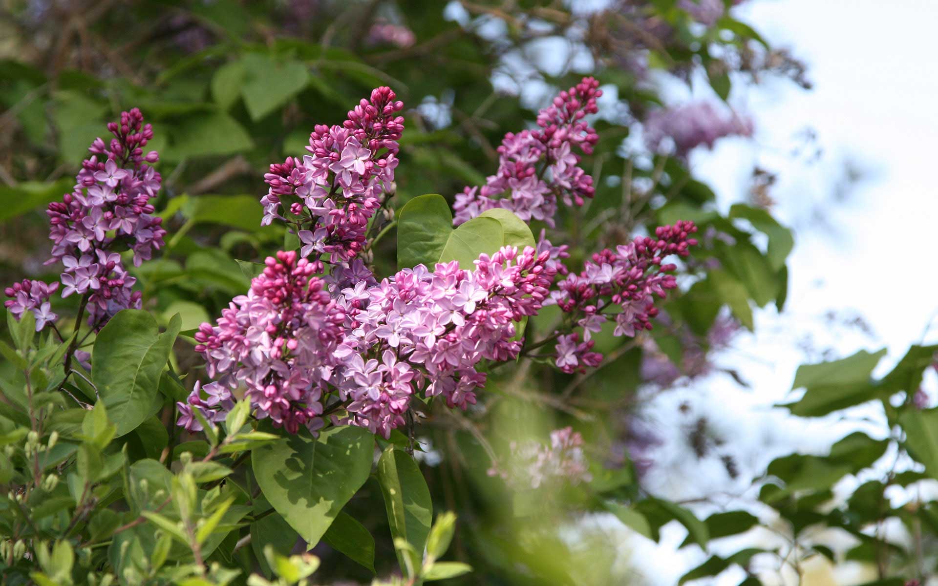 Lilac City Law Spokane,  Office