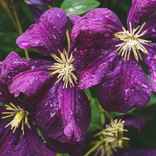 Morgan & Weisbrod LLP Bellaire, TX Office