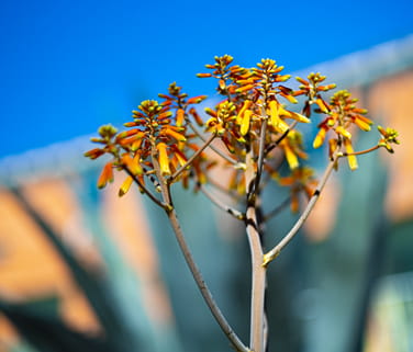 Miranda Alliance, L.L.C Lisbon, Portugal Office