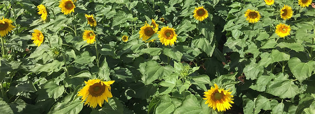 JMY Law Group LLLC Honolulu,  Office