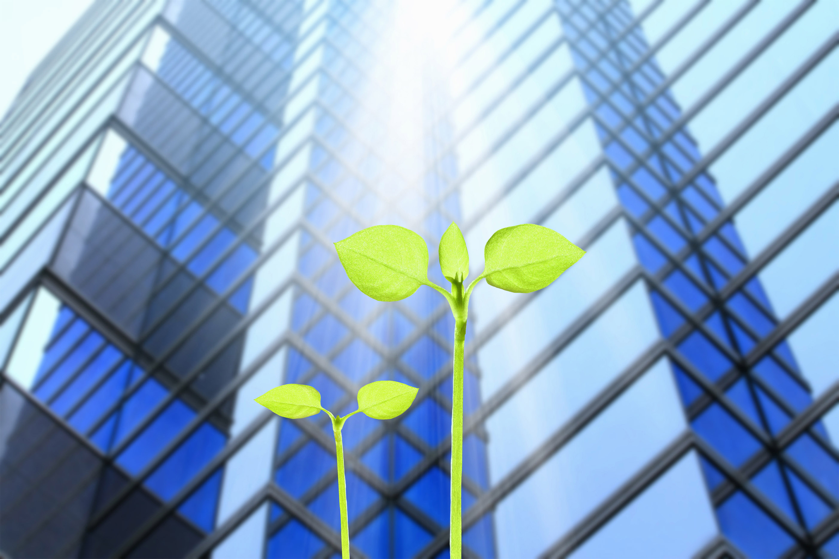 Baker McKenzie Cairo, Egypt Office