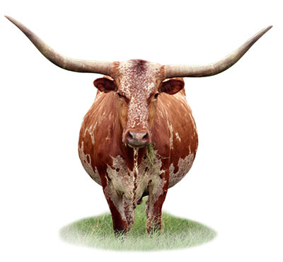 The Monson Law Firm, LLC Mandeville,  Office