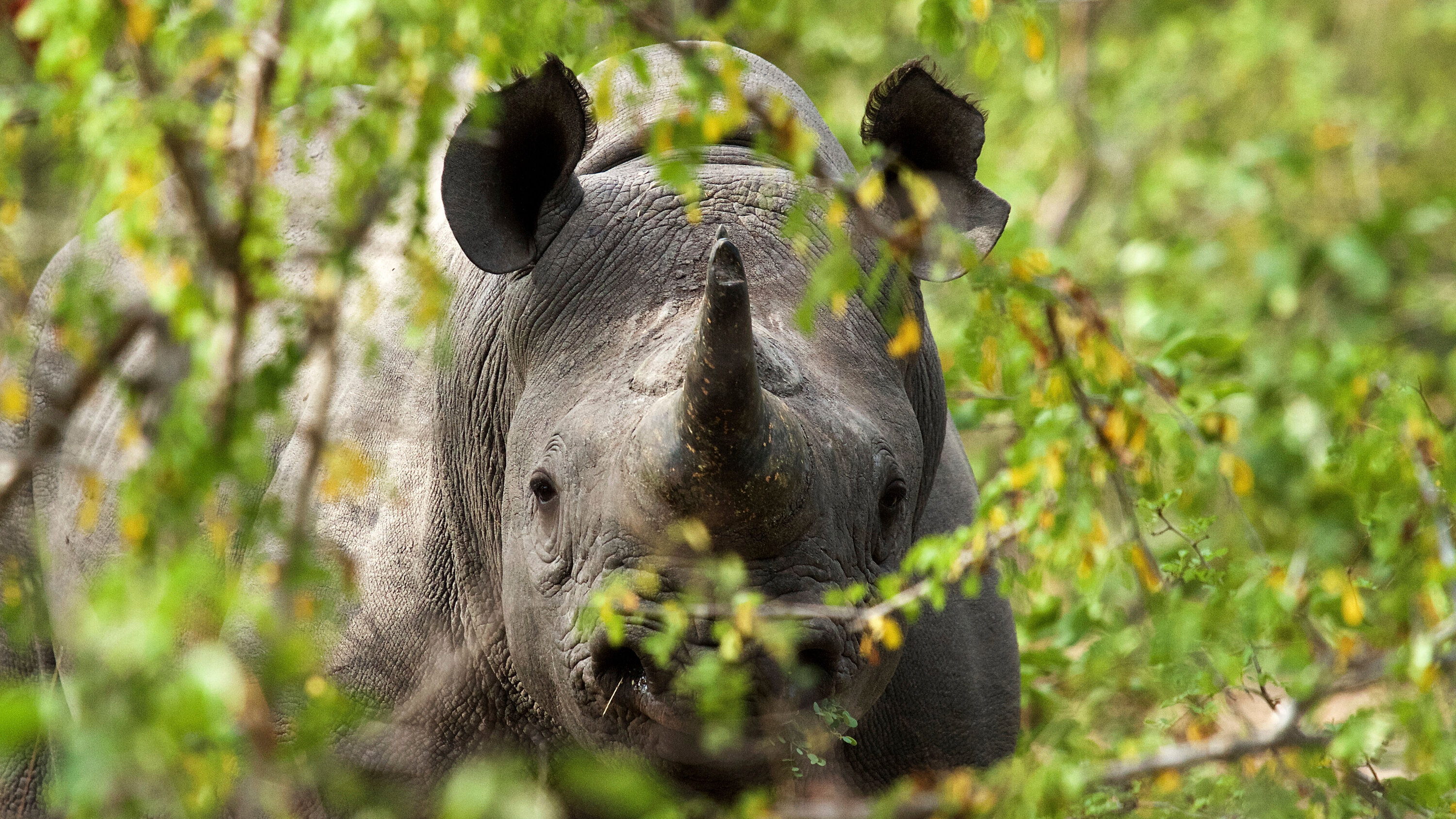 IKT & Associes Ivory,  Office