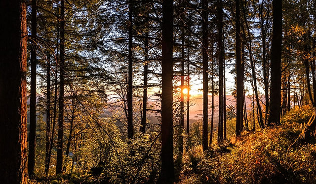 The Reynolds Law Firm, PC Corvallis, OR Office