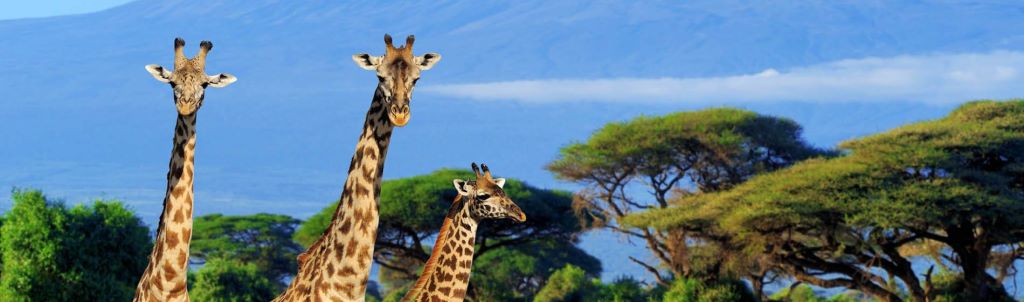 East African Law Chambers Dar es Salaam, Tanzania, United Republic of Office