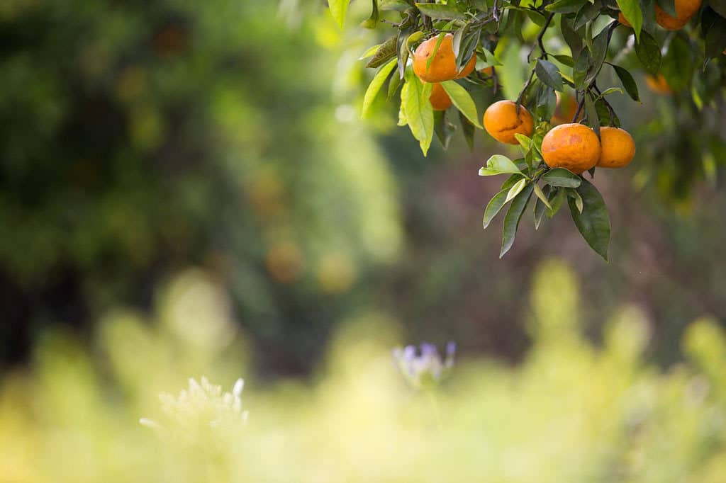 Ferguson Case Orr Paterson LLP Ventura,  Office