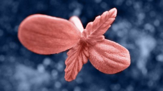 Cultiva Law, PLLC Los Angeles, CA Office