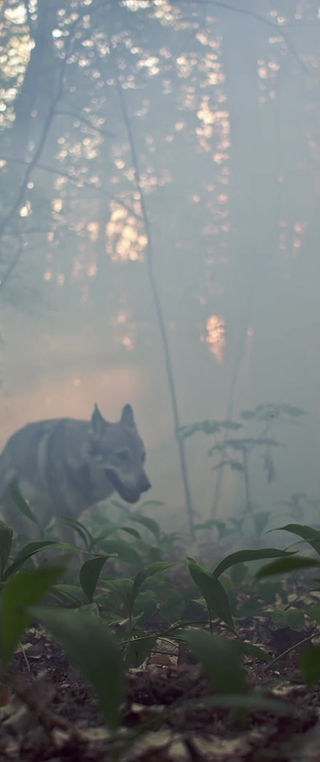 Liepold, Harrison & Associates, PLLC Irving,  Office