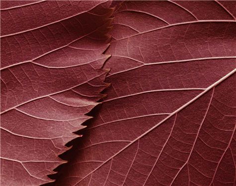 Dentons Berlin, Germany Office