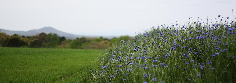 Law Offices of R. Scott Dover Pickens, SC Office