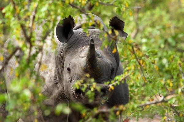 IKT & Associes Ivory,  Office