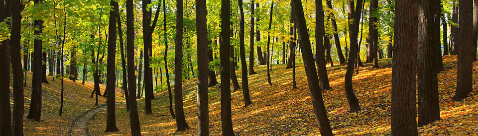 Amicus Law Group, PC Seattle,  Office