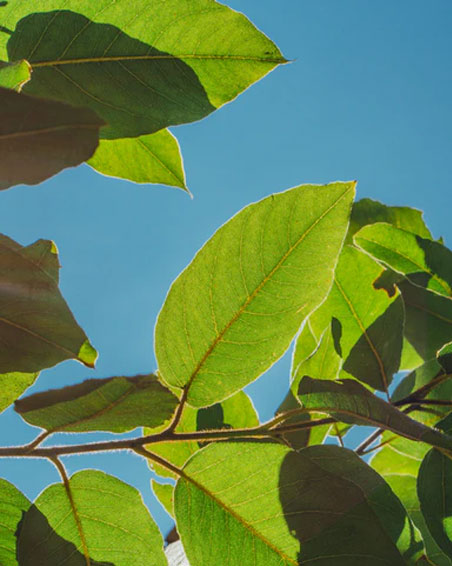 International Network of Boutique and Independent Law Firms San Francisco, CA Office