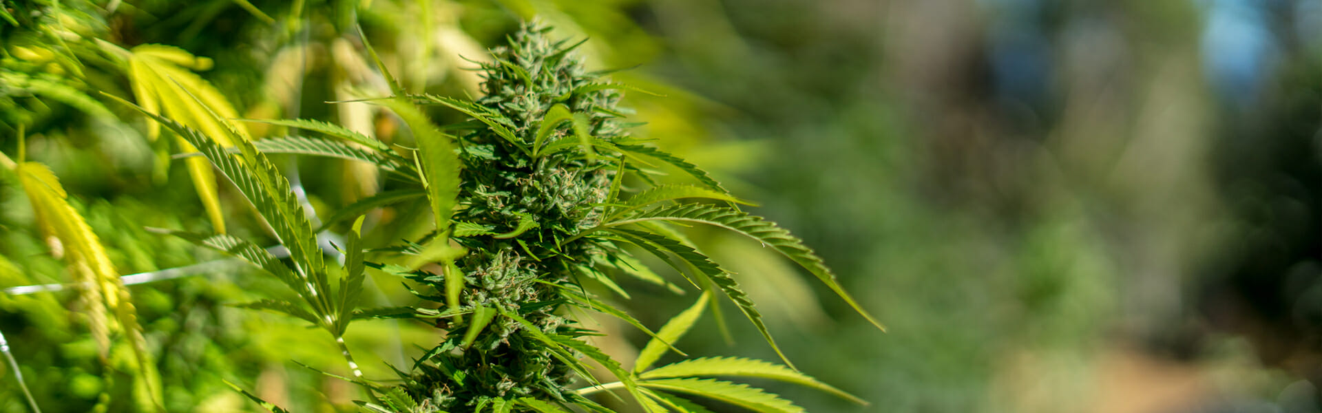 Harris Sliwoski LLP Los Angeles, CA Office