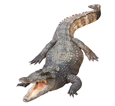 The Monson Law Firm, LLC Mandeville,  Office