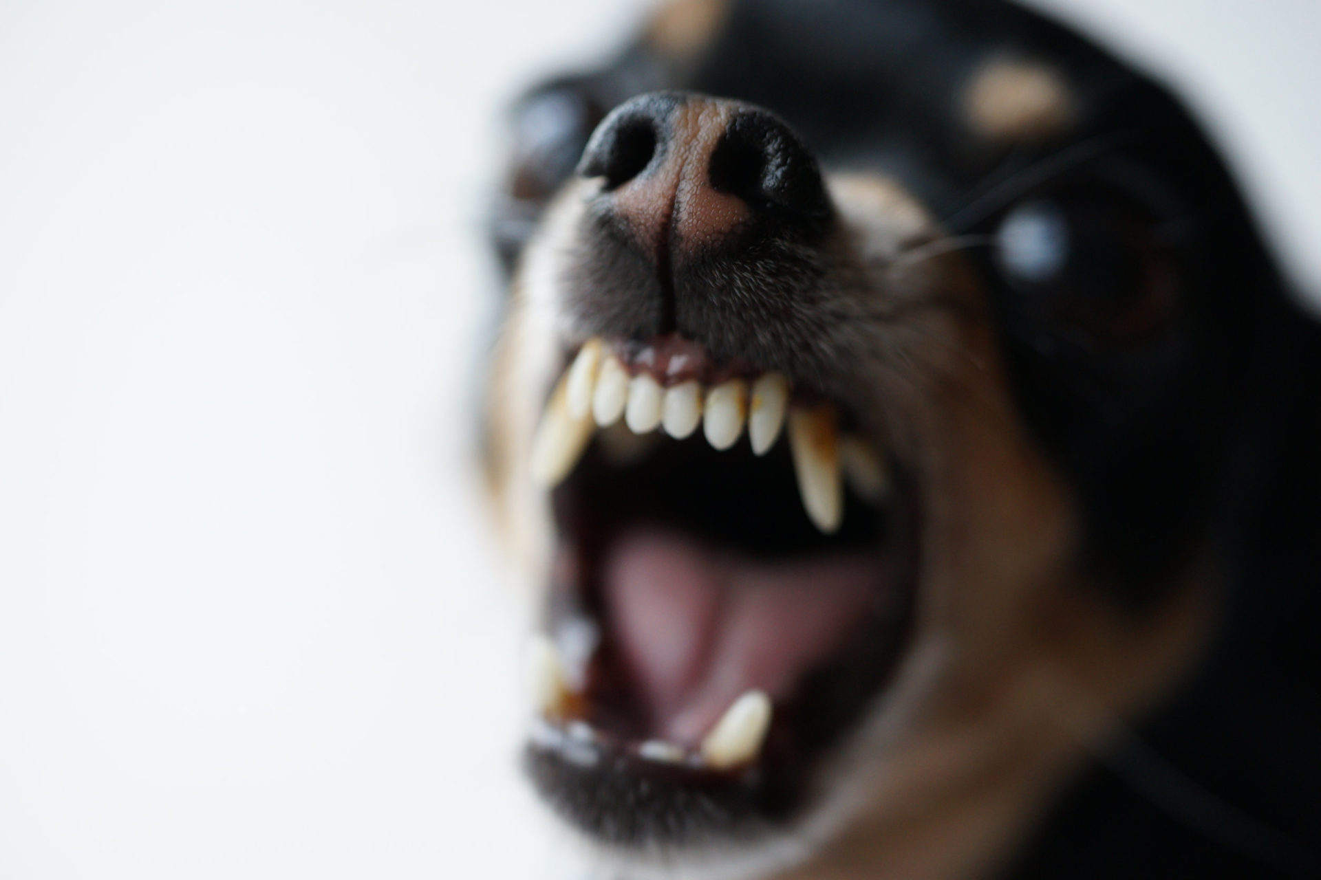 Macaluso & Fafinski, P.C New York, NY Office