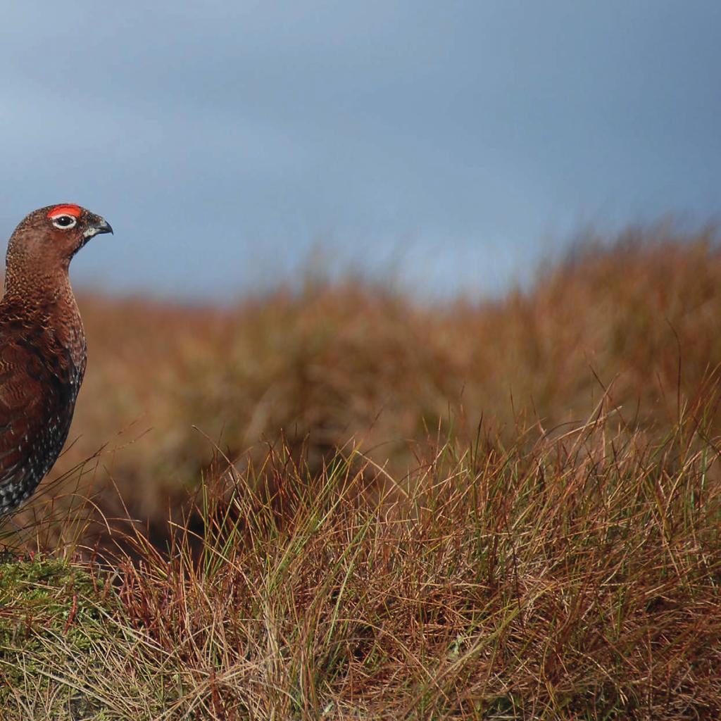 Oglethorpe Sturton & Gillibrand Bentham,  Office