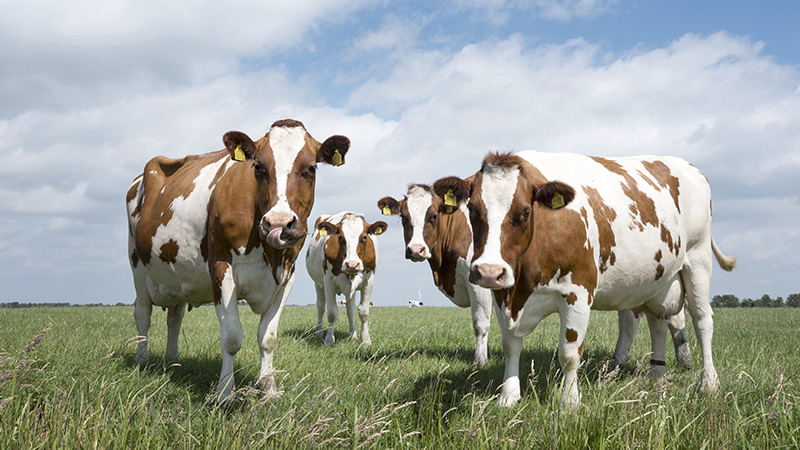 Hammarstrom Puhakka Partners, Attorneys Ltd Helsinki, Finland Office